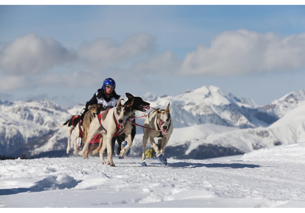 FRIENDLY LINK: The sleds of Roche du Pic