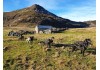 LIEN AMI : Les traîneaux de la Roche du Pic