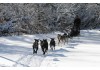 LIEN AMI : Les traîneaux de la Roche du Pic