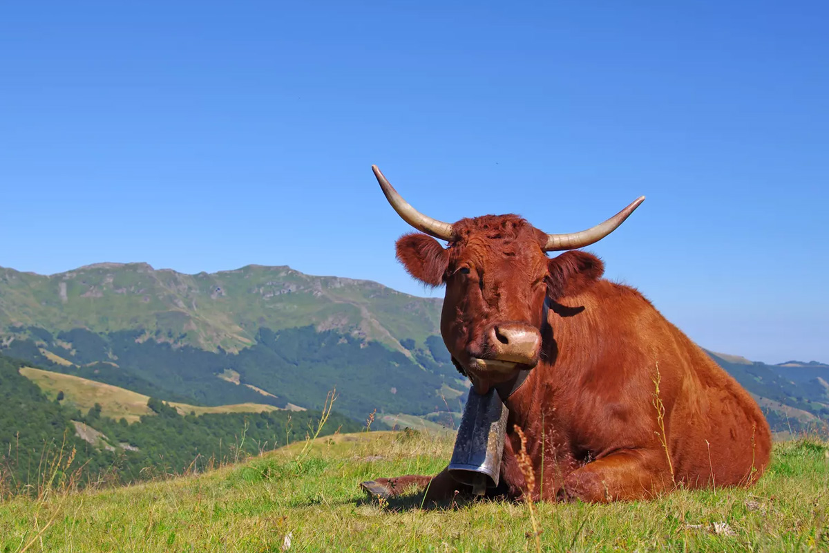 cantal_nature_departement_1.jpg